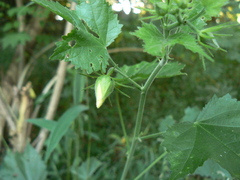 Hibiscus vitifolius