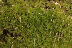 Amblystegium serpens
