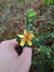 Hypericum myrtifolium
