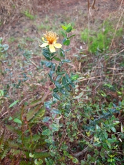 Hypericum myrtifolium