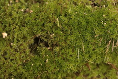 Amblystegium serpens