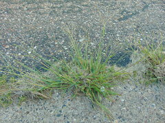 Digitaria ischaemum