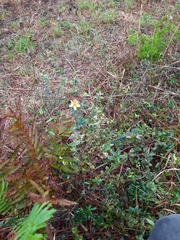 Hypericum myrtifolium