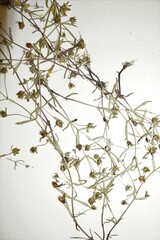 Gratiola quartermaniae