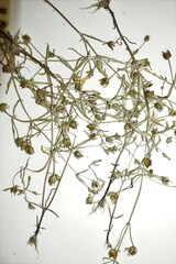 Gratiola quartermaniae