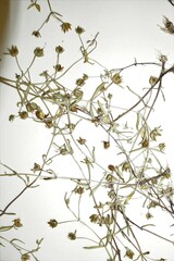 Gratiola quartermaniae