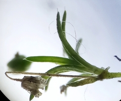 Sagina procumbens