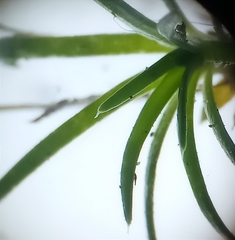 Sagina procumbens