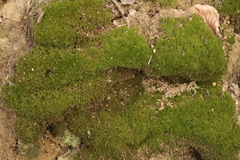 Amblystegium serpens