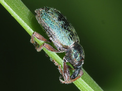 Hypera nigrirostris