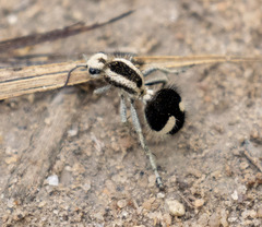 Suareztilla gazagnairei