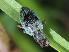 Hypera nigrirostris