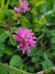 Trifolium resupinatum