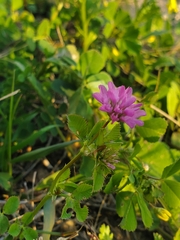 Trifolium resupinatum