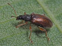 Phyllobius oblongus
