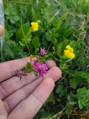 Trifolium resupinatum