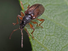 Phyllobius oblongus