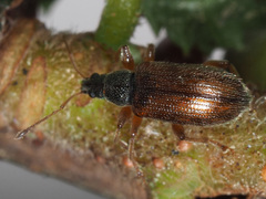 Phyllobius oblongus