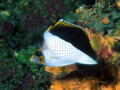 Chaetodon burgessi