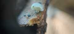Mycena cyanocephala