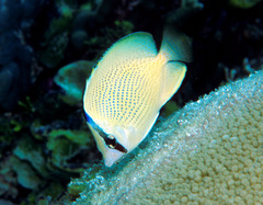 Chaetodon citrinellus