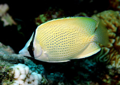 Chaetodon citrinellus