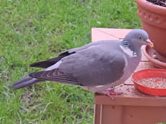 Columba palumbus palumbus