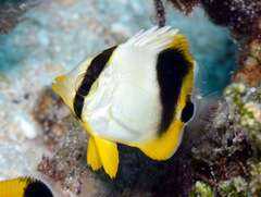 Chaetodon ephippium