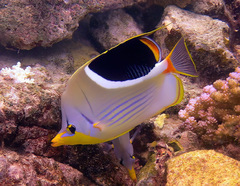 Chaetodon ephippium