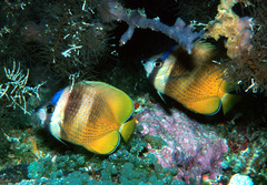 Chaetodon kleinii