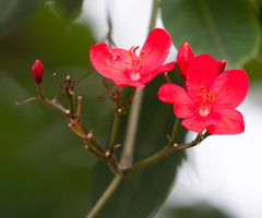 Jatropha integerrima