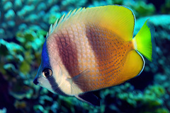 Chaetodon kleinii