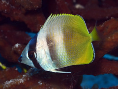 Chaetodon kleinii