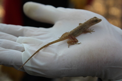 Anolis immaculogularis