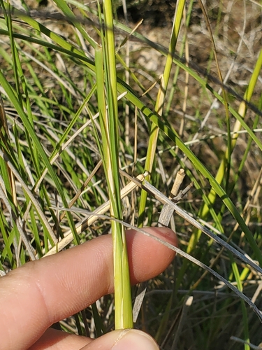 Image of Cenchrus orientalis by (c) Mitch Van Dyke, some rights reserved (CC BY)