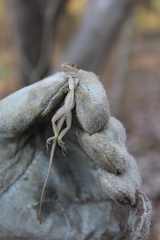 Anolis immaculogularis