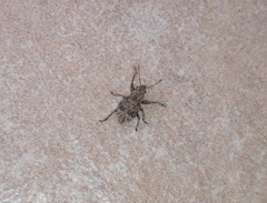 Pantomorus postfasciatus