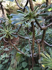 Aeonium