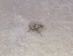 Pantomorus postfasciatus