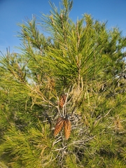 Pinus halepensis
