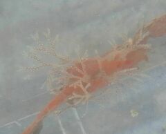 Cradoscrupocellaria reptans