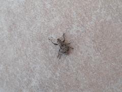 Pantomorus postfasciatus