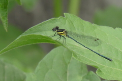 Onychargia atrocyana