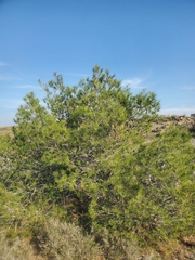 Pinus halepensis