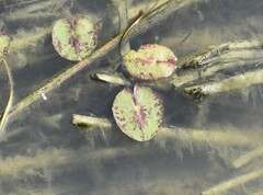 Nymphaea mexicana
