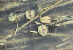 Nymphaea mexicana