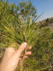 Pinus halepensis