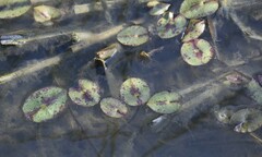 Nymphaea mexicana