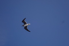 Ichthyaetus leucophthalmus