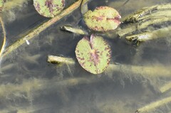 Nymphaea mexicana